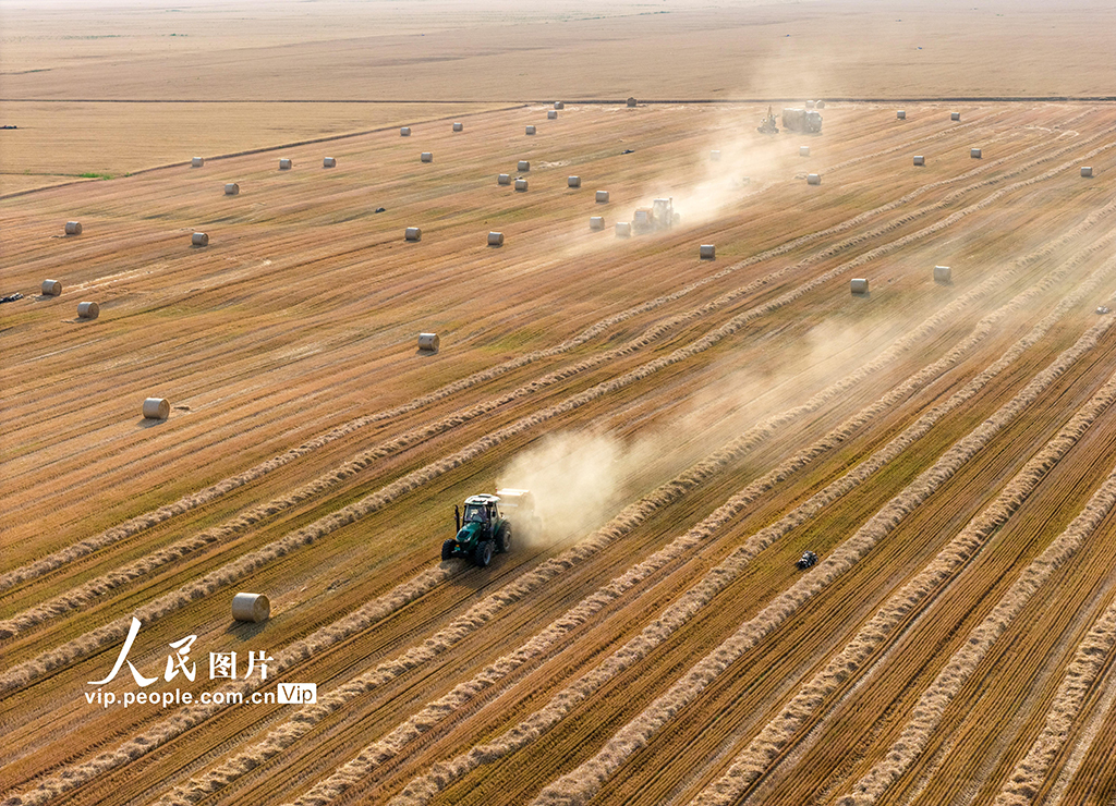 山西運城:黃河灘涂農業生產忙【5】