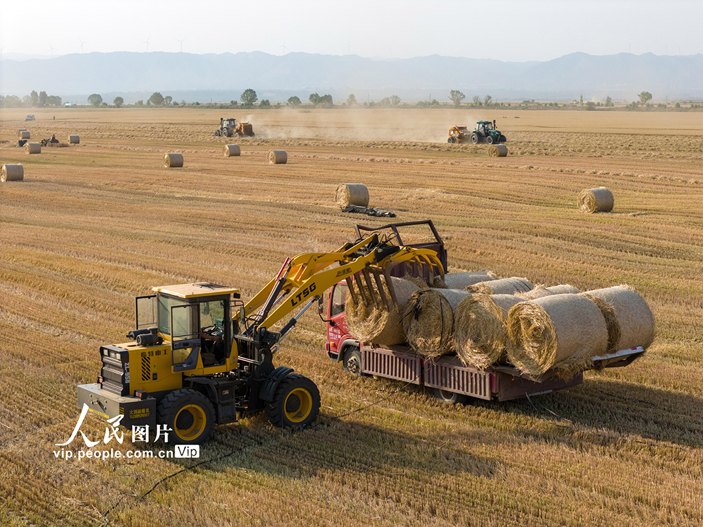 山西運城:黃河灘涂農業生產忙【6】