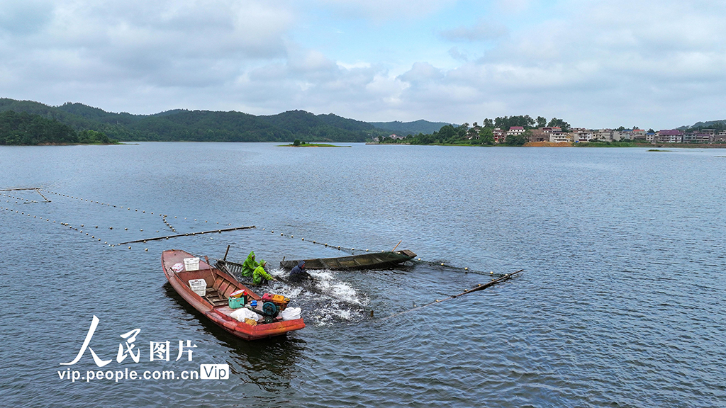 江西吉水:魚躍人歡捕撈忙【3】