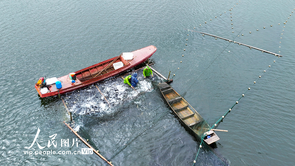 江西吉水:魚躍人歡捕撈忙【2】