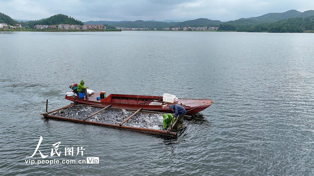 江西吉水:魚躍人歡捕撈忙【4】