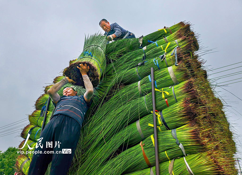 浙江寧波:藺草開鐮收割【4】