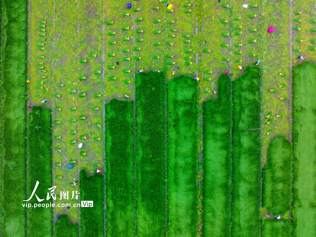 浙江寧波:藺草開鐮收割【2】