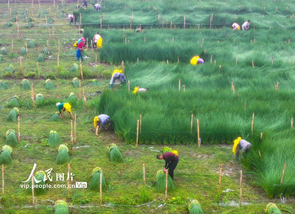 浙江寧波:藺草開鐮收割【3】