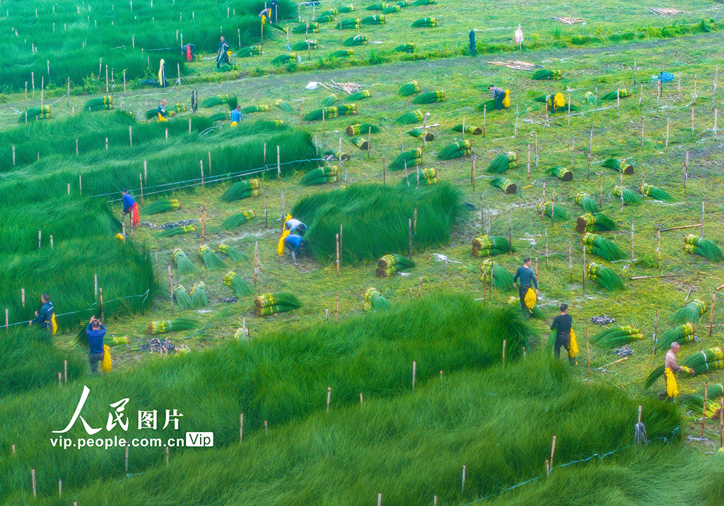 浙江寧波:藺草開鐮收割【5】