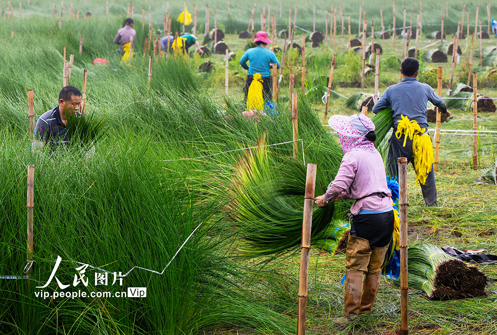 浙江寧波:藺草開鐮收割【6】