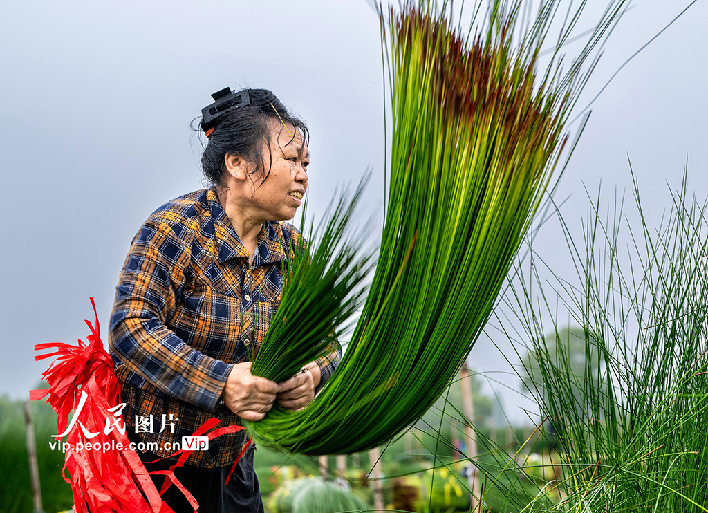 浙江寧波:藺草開鐮收割【7】