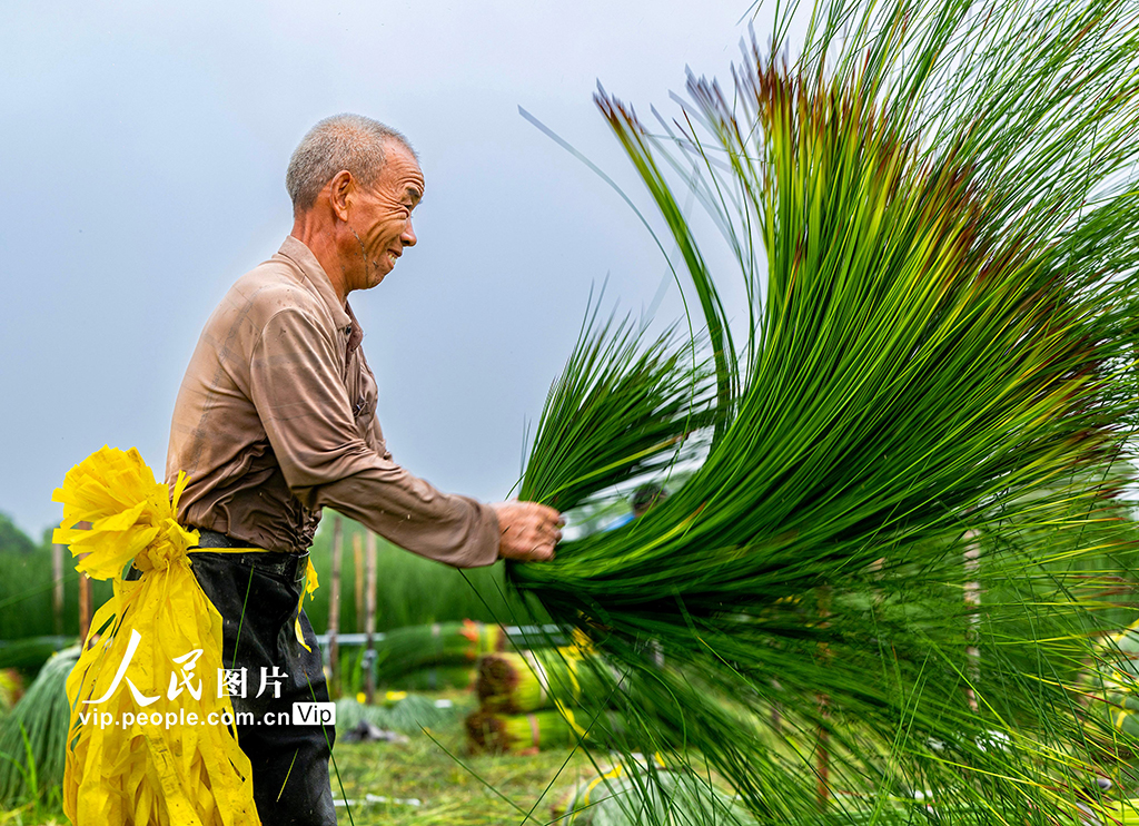 浙江寧波:藺草開鐮收割【8】
