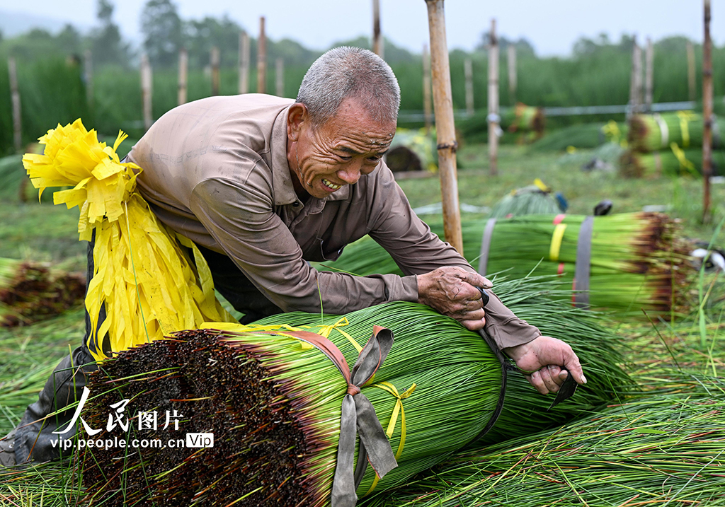 浙江寧波:藺草開鐮收割【9】