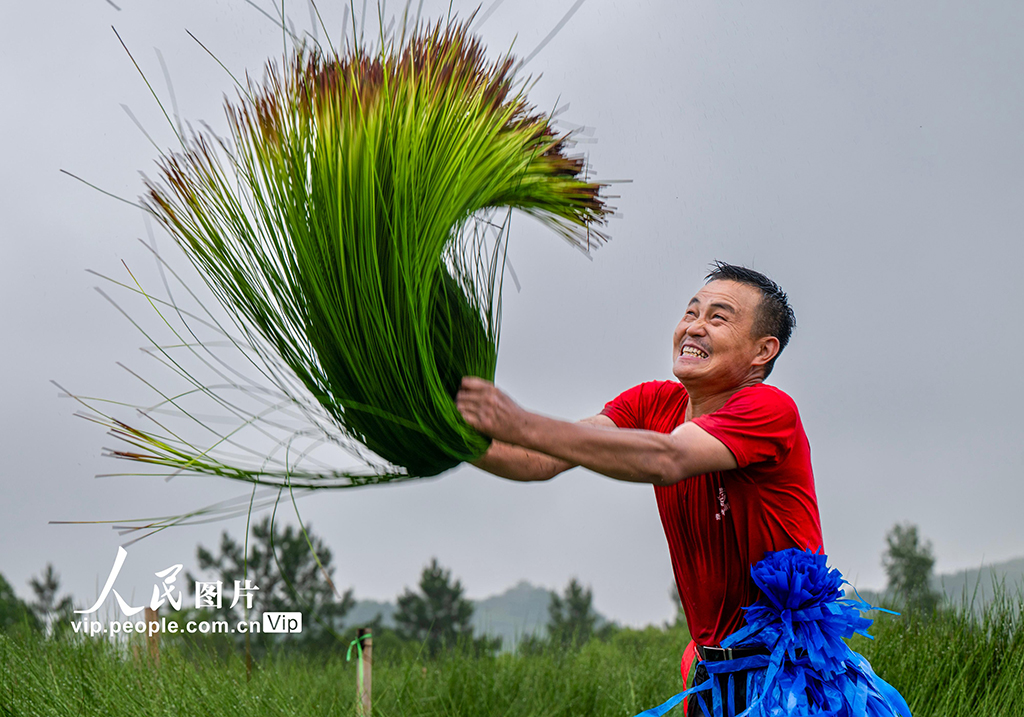 浙江寧波:藺草開鐮收割【10】