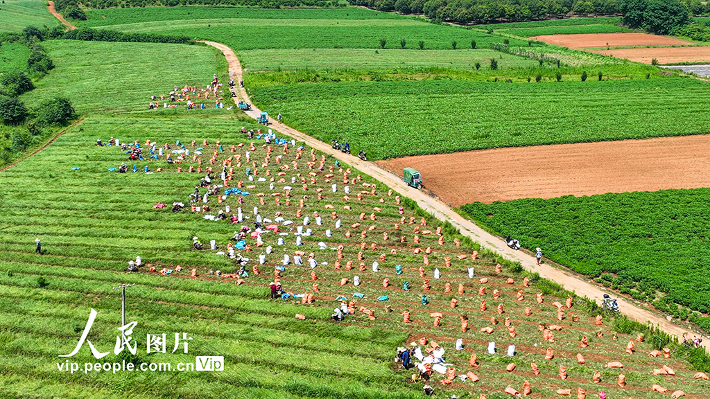 江西樟樹：“小”藠頭成增收致富“大”產業【4】