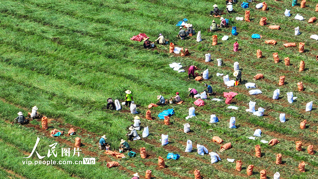 江西樟樹：“小”藠頭成增收致富“大”產業【5】