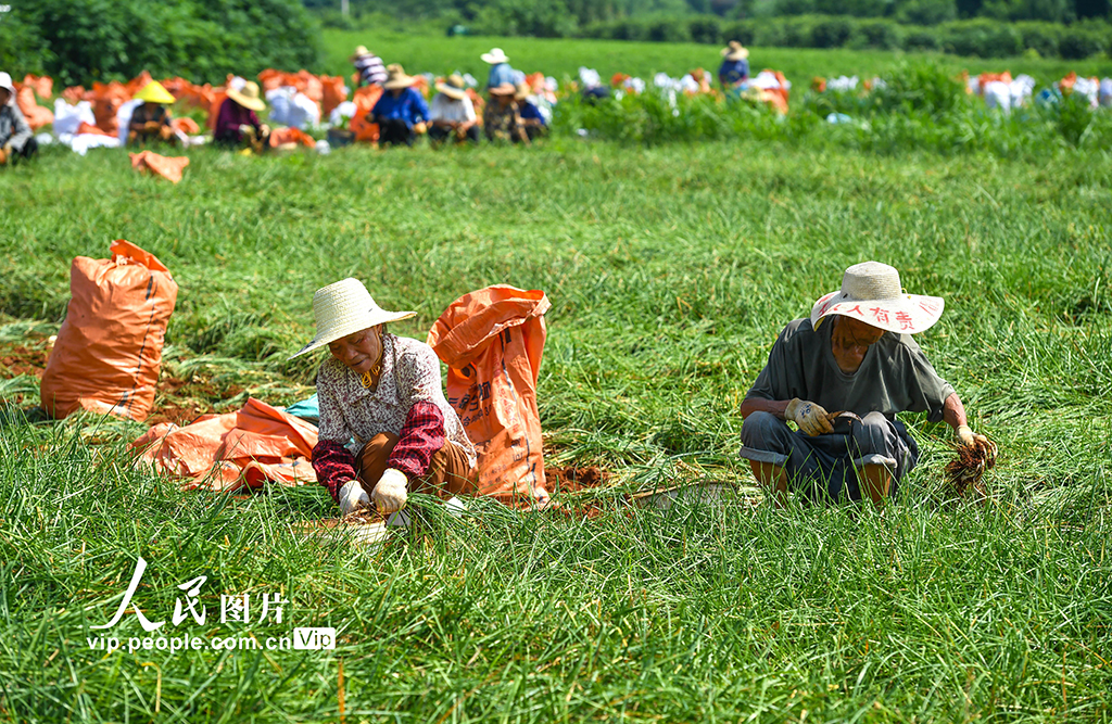 江西樟樹：“小”藠頭成增收致富“大”產業【6】