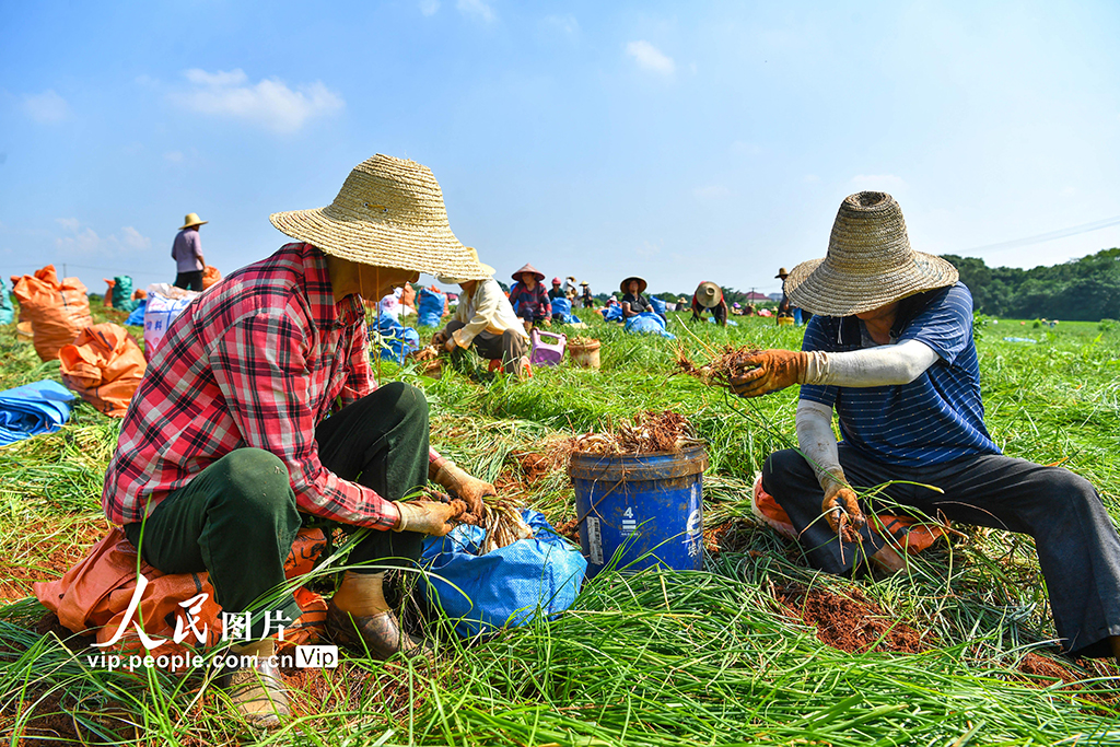 江西樟樹：“小”藠頭成增收致富“大”產業【3】