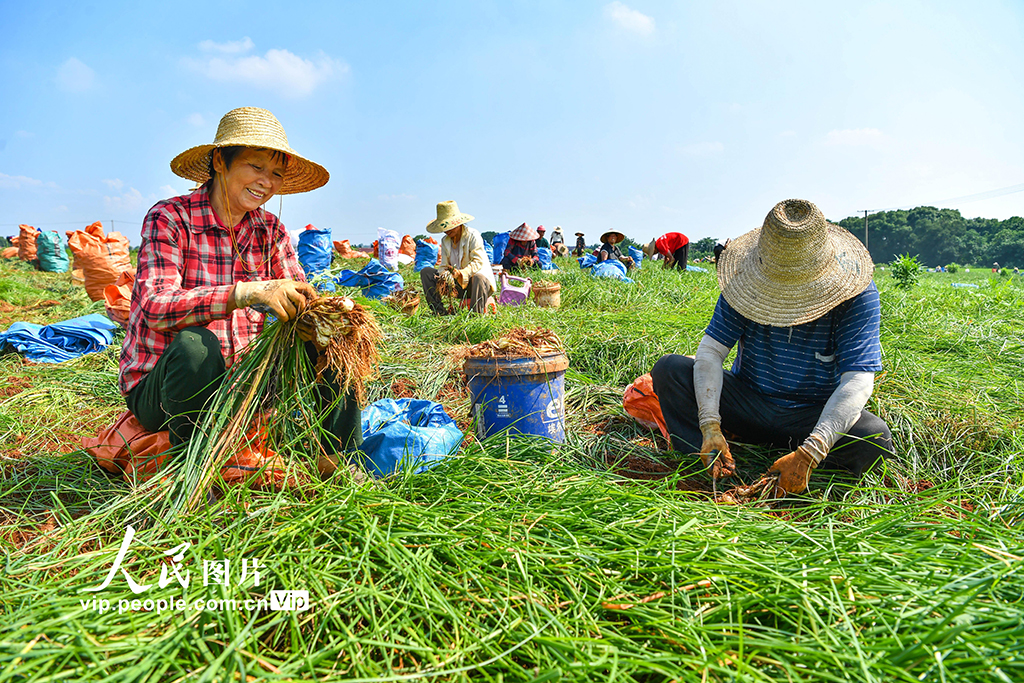 江西樟樹：“小”藠頭成增收致富“大”產業【2】