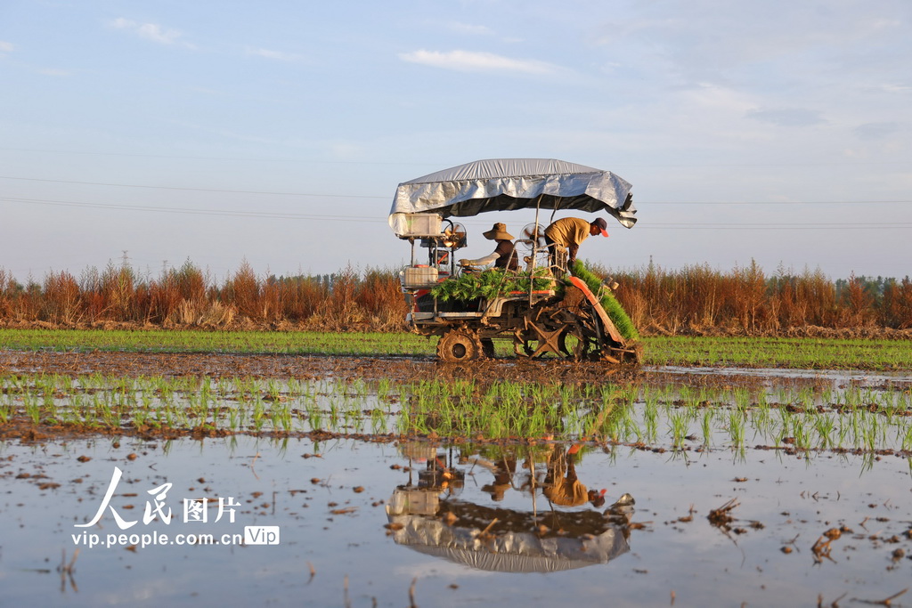 安徽宿松：田間插秧【2】