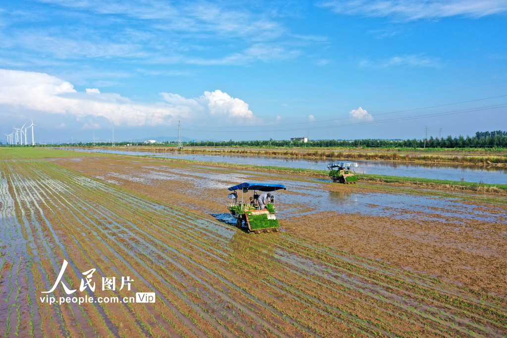 安徽宿松：田間插秧【3】