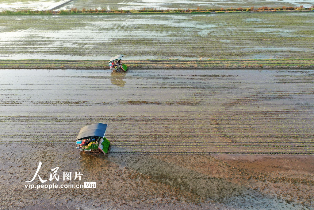 安徽宿松:田間插秧【4】