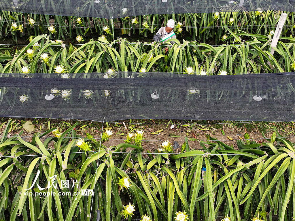 云南景洪：管護火龍果【2】