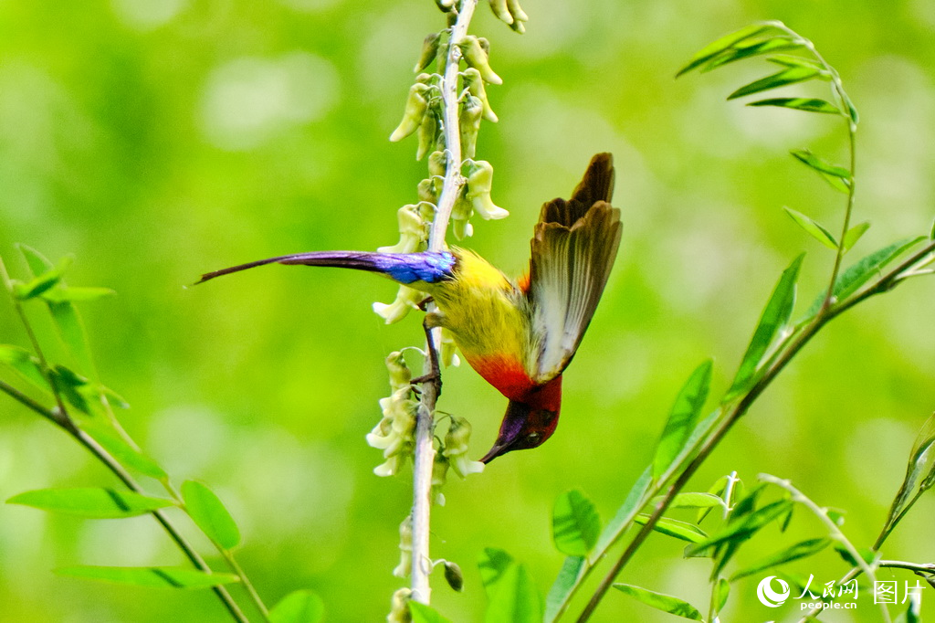 隴南成縣:藍喉太陽鳥舞動南山【3】