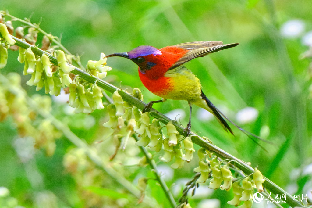 隴南成縣:藍喉太陽鳥舞動南山【4】