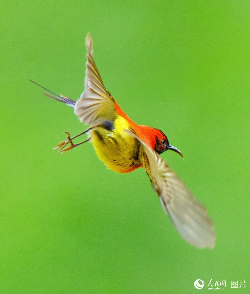 隴南成縣:藍喉太陽鳥舞動南山【5】