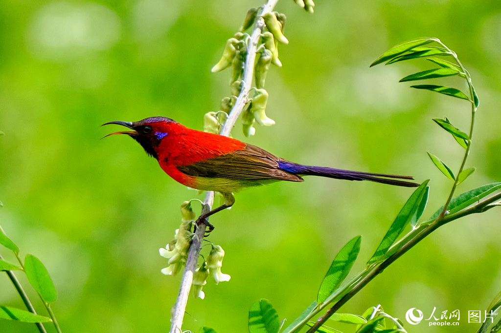 隴南成縣:藍喉太陽鳥舞動南山【6】
