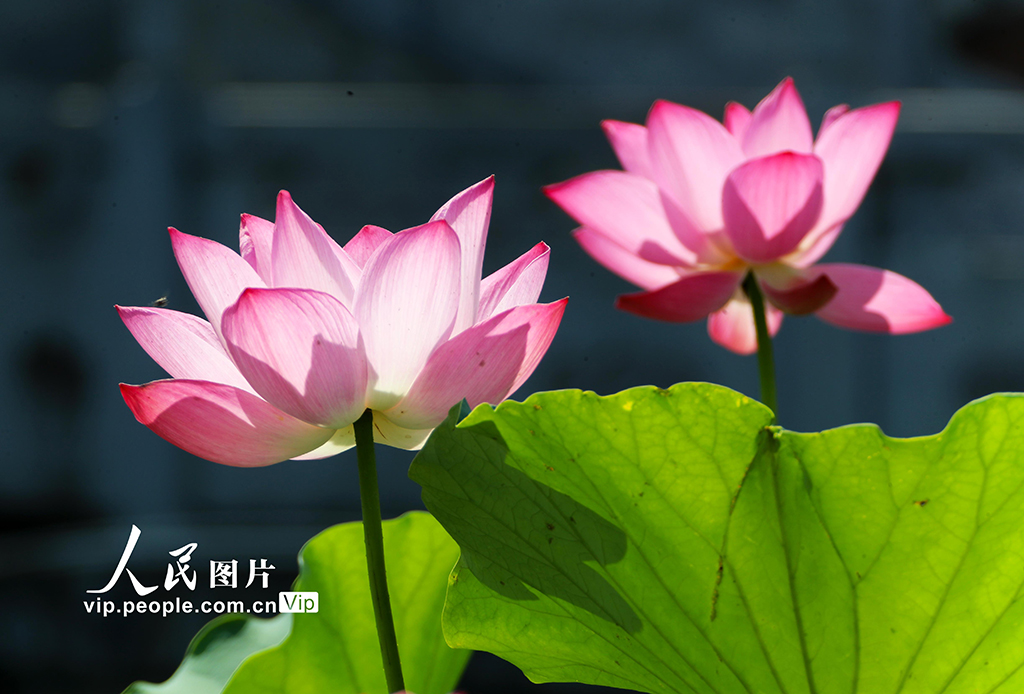 河南許昌：荷風蓮韻滿城芳