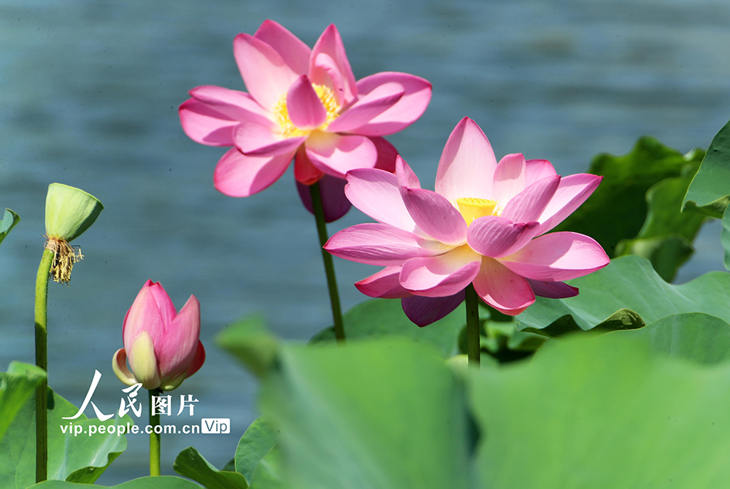 河南許昌:荷風蓮韻滿城芳【3】