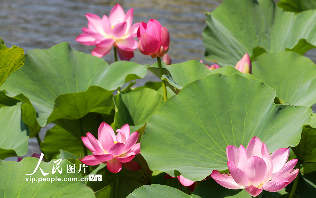 河南許昌:荷風蓮韻滿城芳【4】