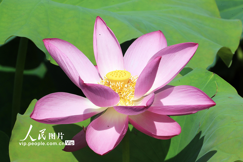 河南許昌:荷風蓮韻滿城芳【5】