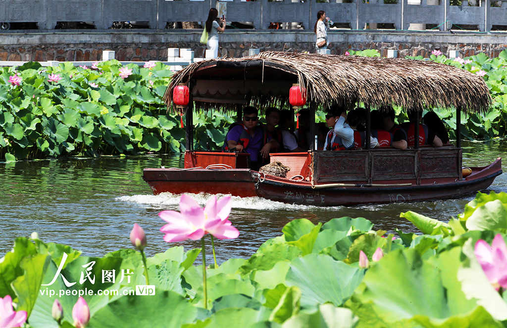 河南許昌:荷風蓮韻滿城芳【7】