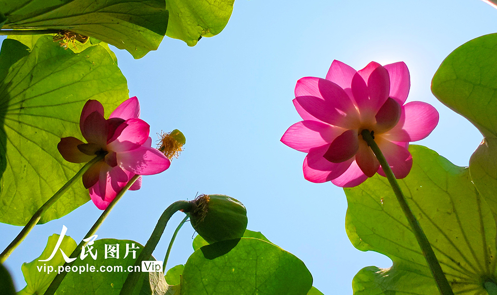 河南許昌:荷風蓮韻滿城芳【8】