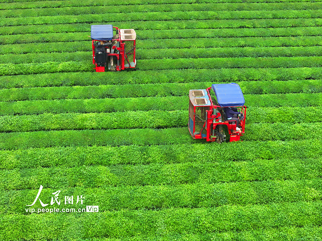 江西泰和：機器采茶效率高