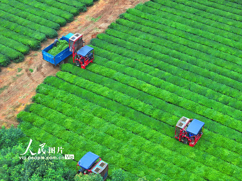 江西泰和:機器采茶效率高【2】