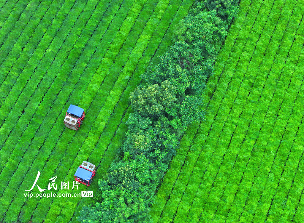 江西泰和:機器采茶效率高【3】