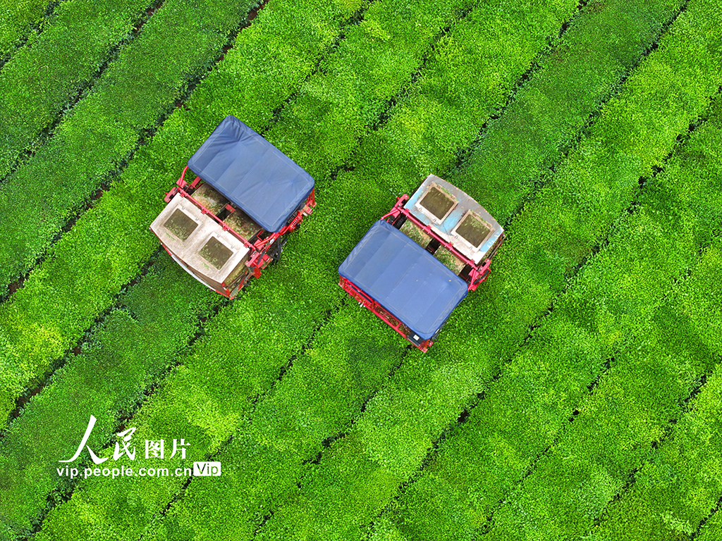 江西泰和:機器采茶效率高【4】