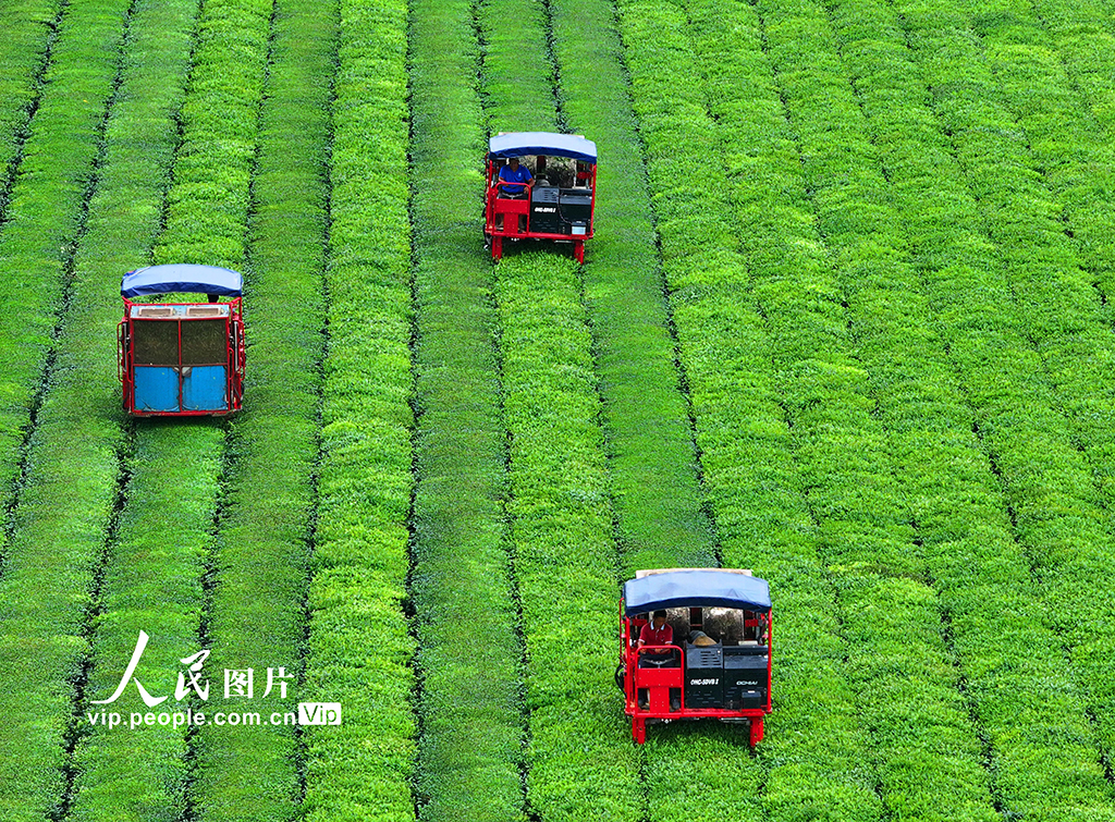 江西泰和:機器采茶效率高【5】