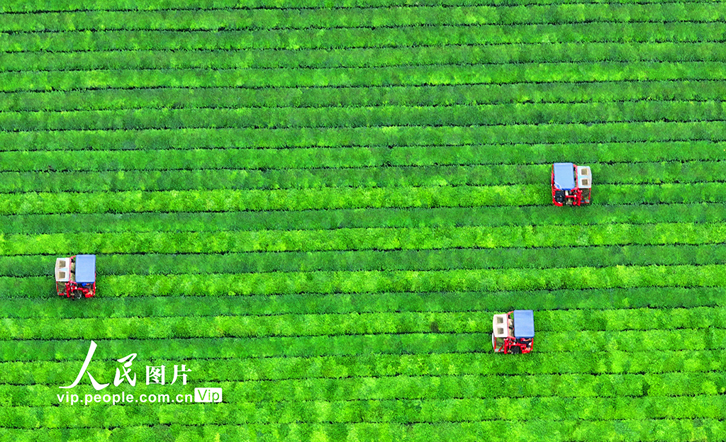 江西泰和:機器采茶效率高【6】