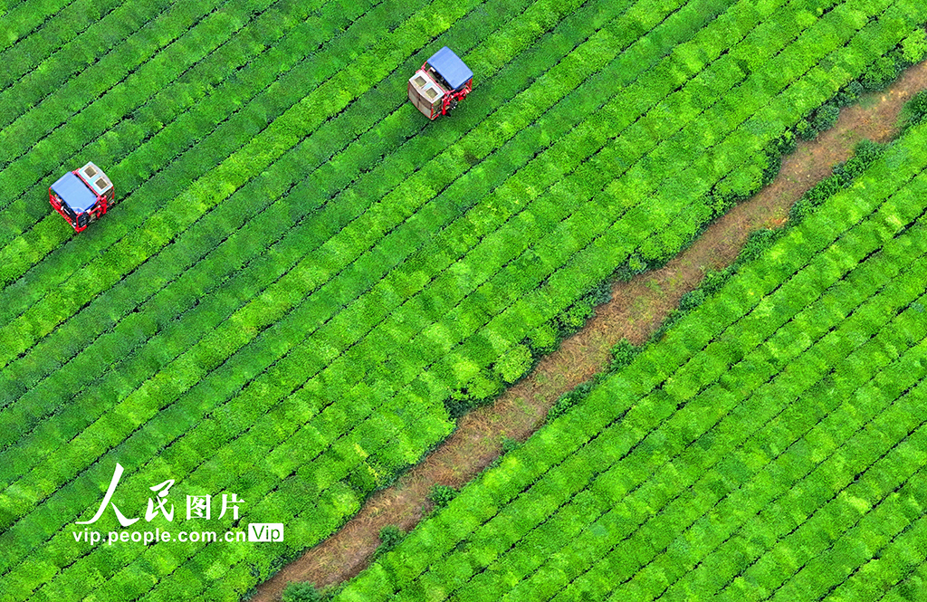 江西泰和:機器采茶效率高【7】