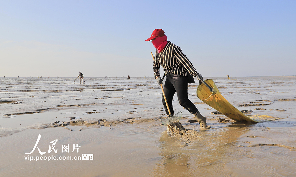 江蘇東臺：采捕泥螺