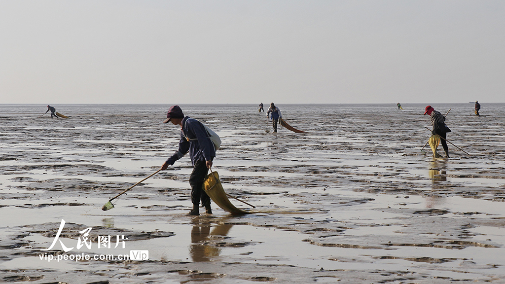 江蘇東臺：采捕泥螺【4】