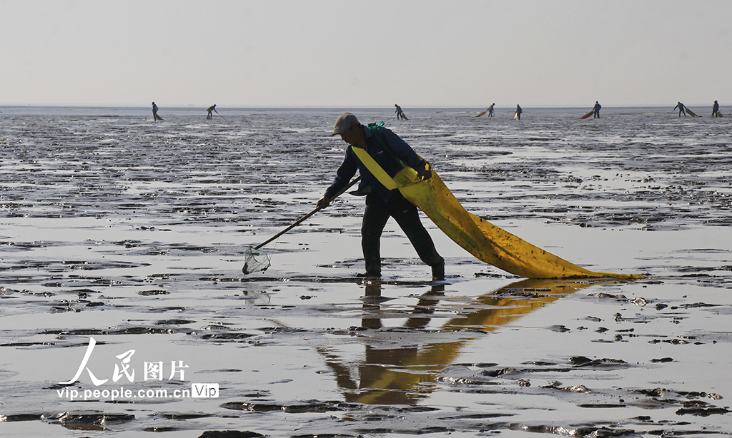 江蘇東臺：采捕泥螺【5】