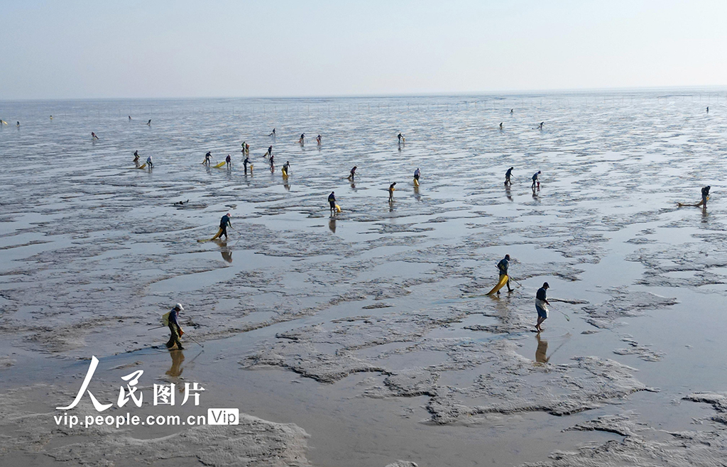 江蘇東臺：采捕泥螺【6】