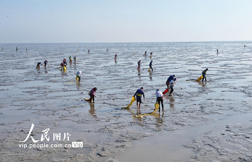 江蘇東臺：采捕泥螺【7】