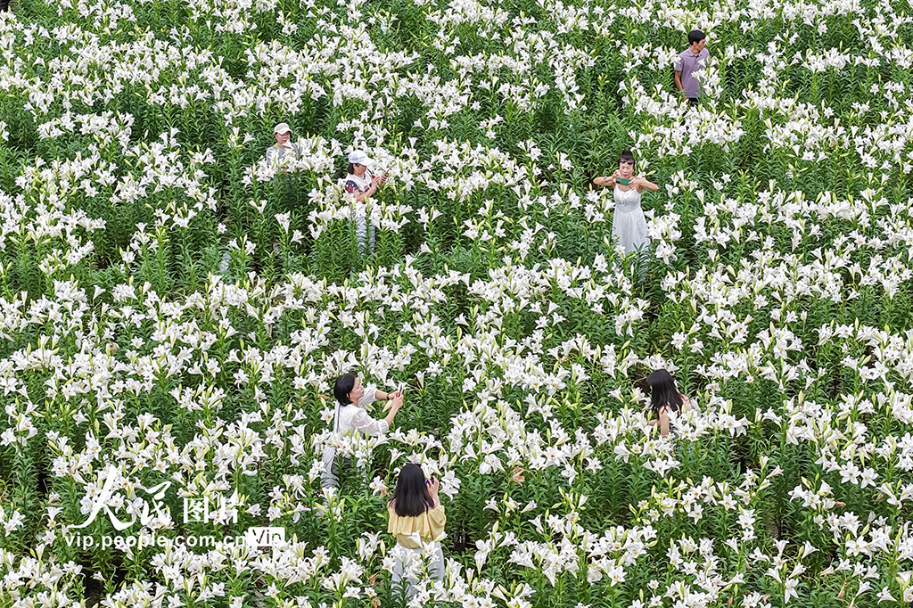 福建閩侯：百合花?！?】
