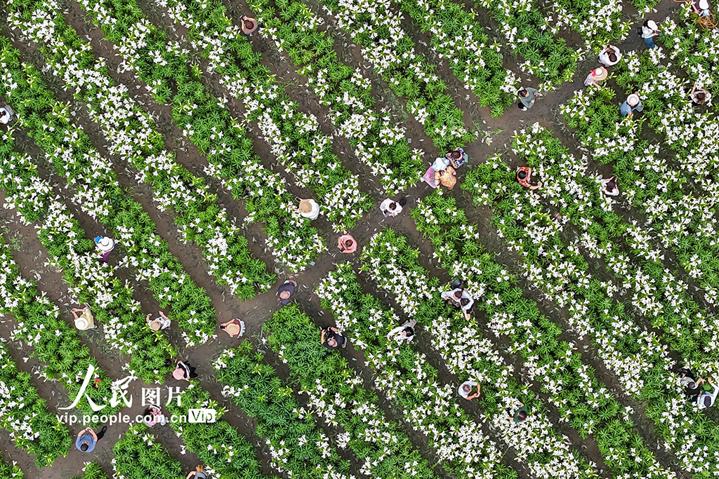 福建閩侯：百合花?！?】