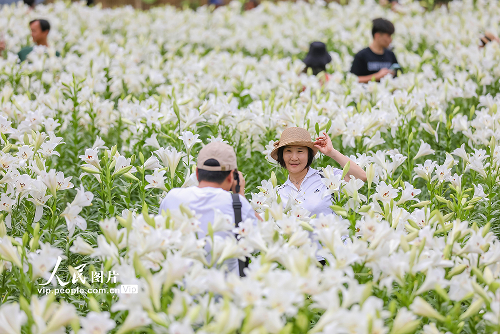 福建閩侯:百合花?!?】