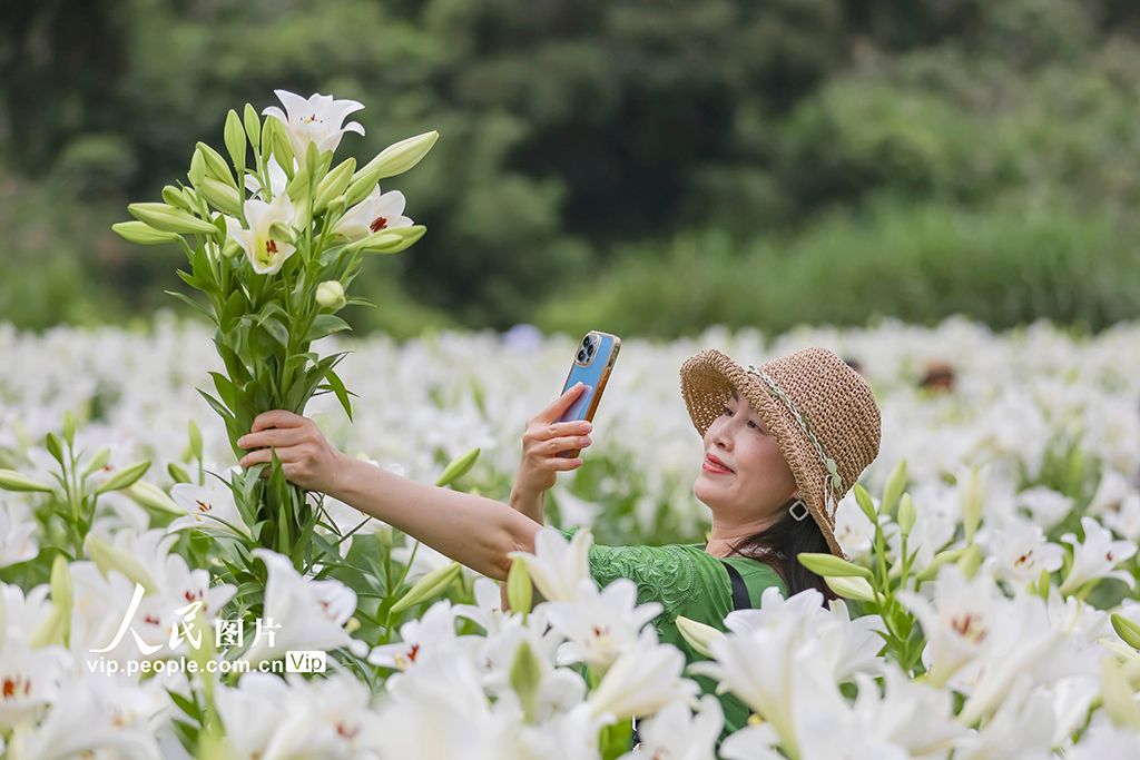 福建閩侯：百合花海