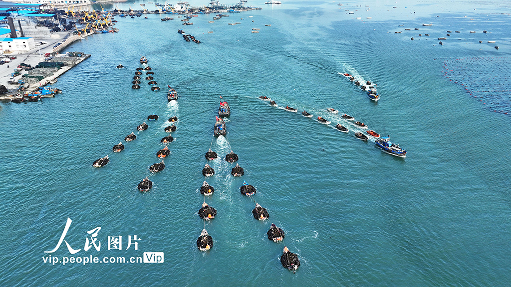 山東榮成:海帶收獲逾七成【4】